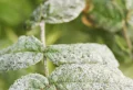 Bicarbonate de soude dans le jardin : Un produit, mille utilisations !