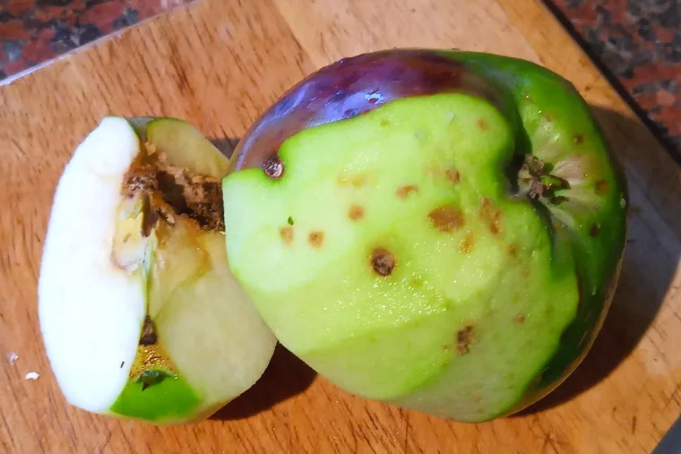 comment traiter les pommes tombees ou abimees pomme verte avec des trous