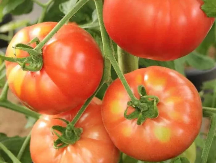 comment traiter les tomates avec du bicarbonate
