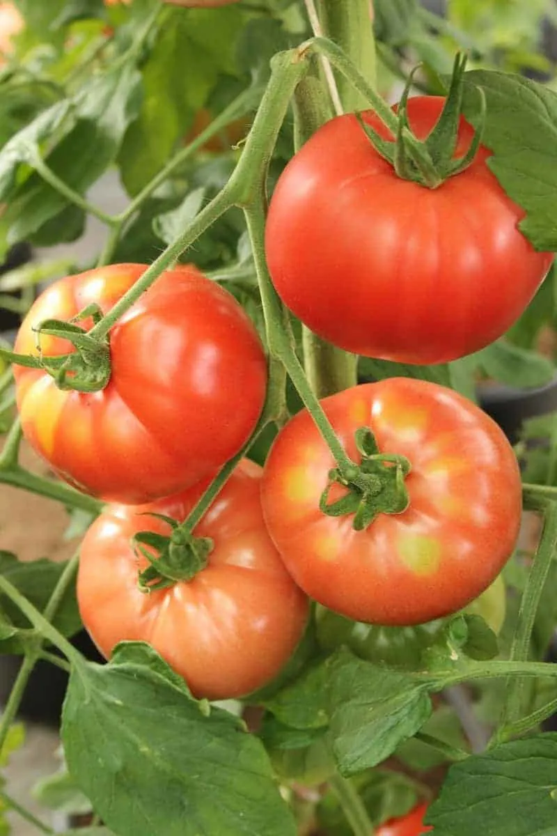 comment traiter les tomates avec du bicarbonate