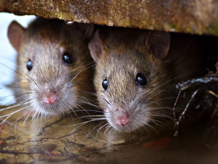 comment tuer les rats dans les murs deux rats