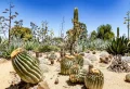 Test d’illusion d’optique rapide et gratuit : Pouvez-vous trouver le cactus caché ?