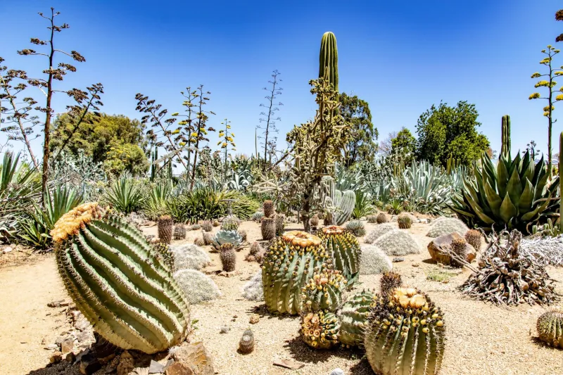 conditions ideales pour les cactus temperatures et arrosage