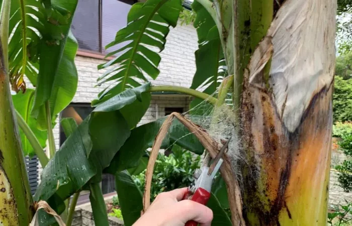couper tiges bananiers outils de jardin hibernation plantes