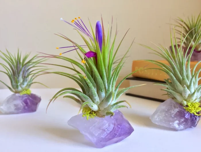 decoration tillandsias sans terre feuilles vertes minereaux