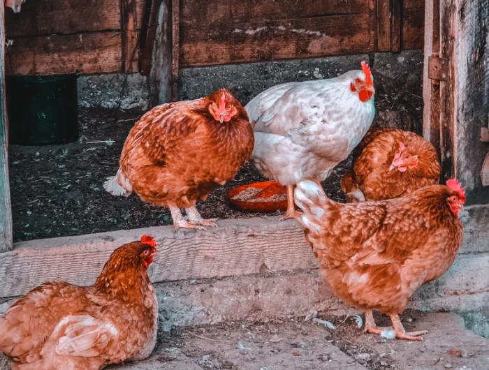 des poules nourriture maison bois