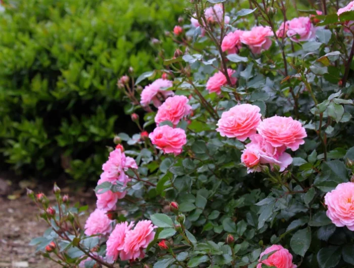 des rosiers buissons fleurs roses jardin vert