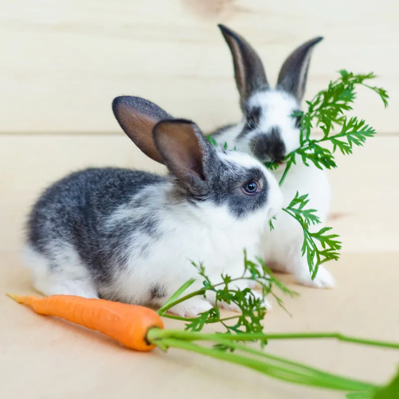deux lapins gris blancs mangeant des fanes de carottes sur un fond claire