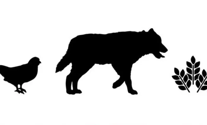 diagrame en noir sur blanc avec une poule un chien et des vegetaux