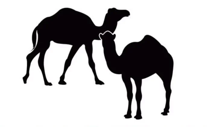 diagramme en noir sur blanc avec deux chameaux