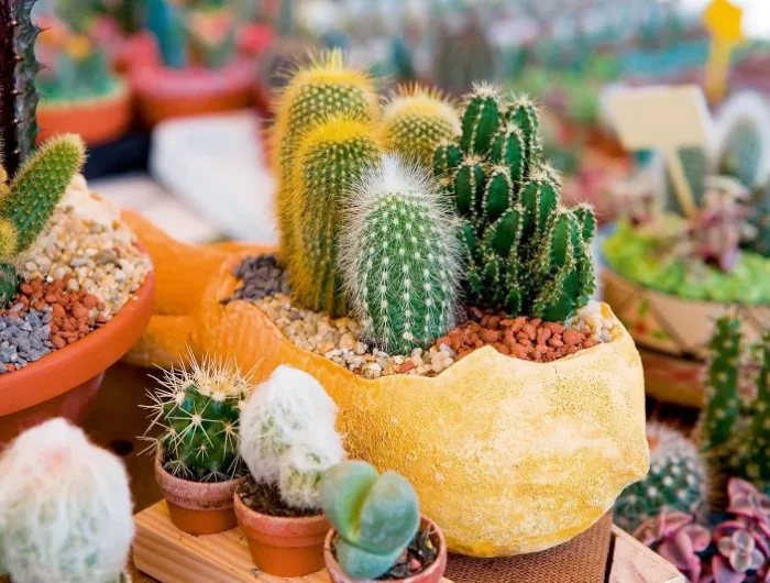 differentes especes de cactus decoratives
