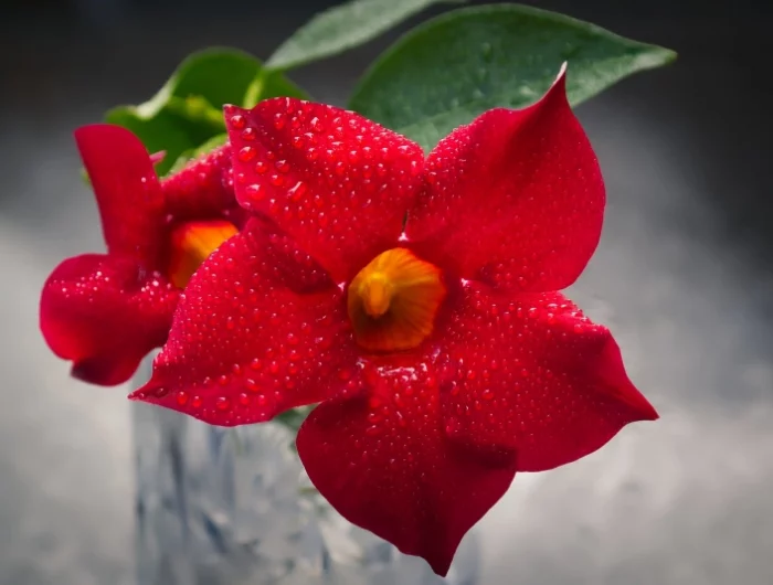dipladenia fleur petales rouges feuilles recipient eau