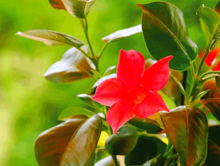 dipladenia perd ses feuilles beaucoup de vent et de pluie fleur rouge