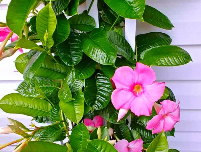 dipladenia perd ses feuilles fleurs roses feuilles vertes