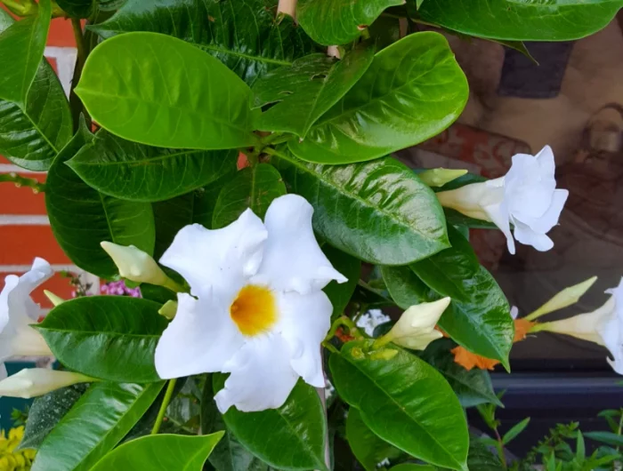 dipladenia perd toutes ses feuilles fleurs blanches