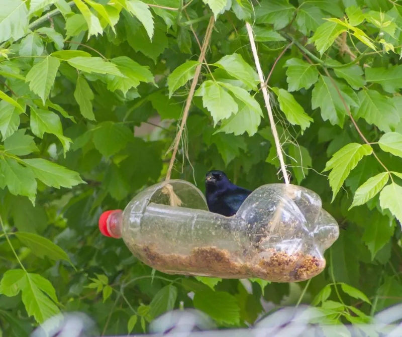 diy mangeoire à oiseaux où mettre une mangeoire oiseaux dans le jardin bouteille en plastique