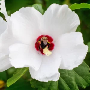 Hibiscus vivace : entretien hiver réussi en quelques étapes simples
