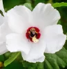 doit on couper les vivaces a l automne fleur blanche hibiscus