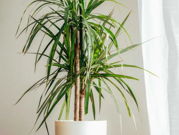 dracaena comment se soigner pour un dracaena