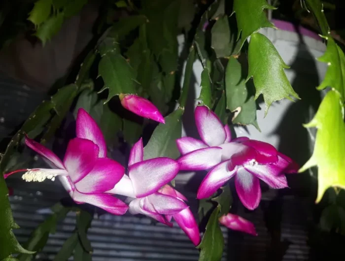 endroit sombre comment entretenir un cactus de noël de façon qu il fleurisse