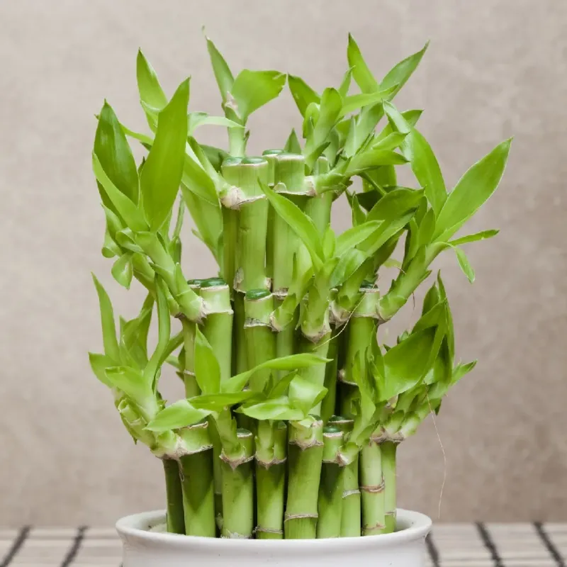entretien bambou feuilles verts et quel soin