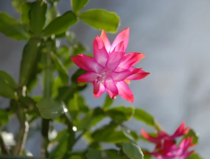 entretien cactus de noel lumiere fleur rose feuilles vertes