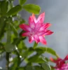 entretien cactus de noel lumiere fleur rose feuilles vertes