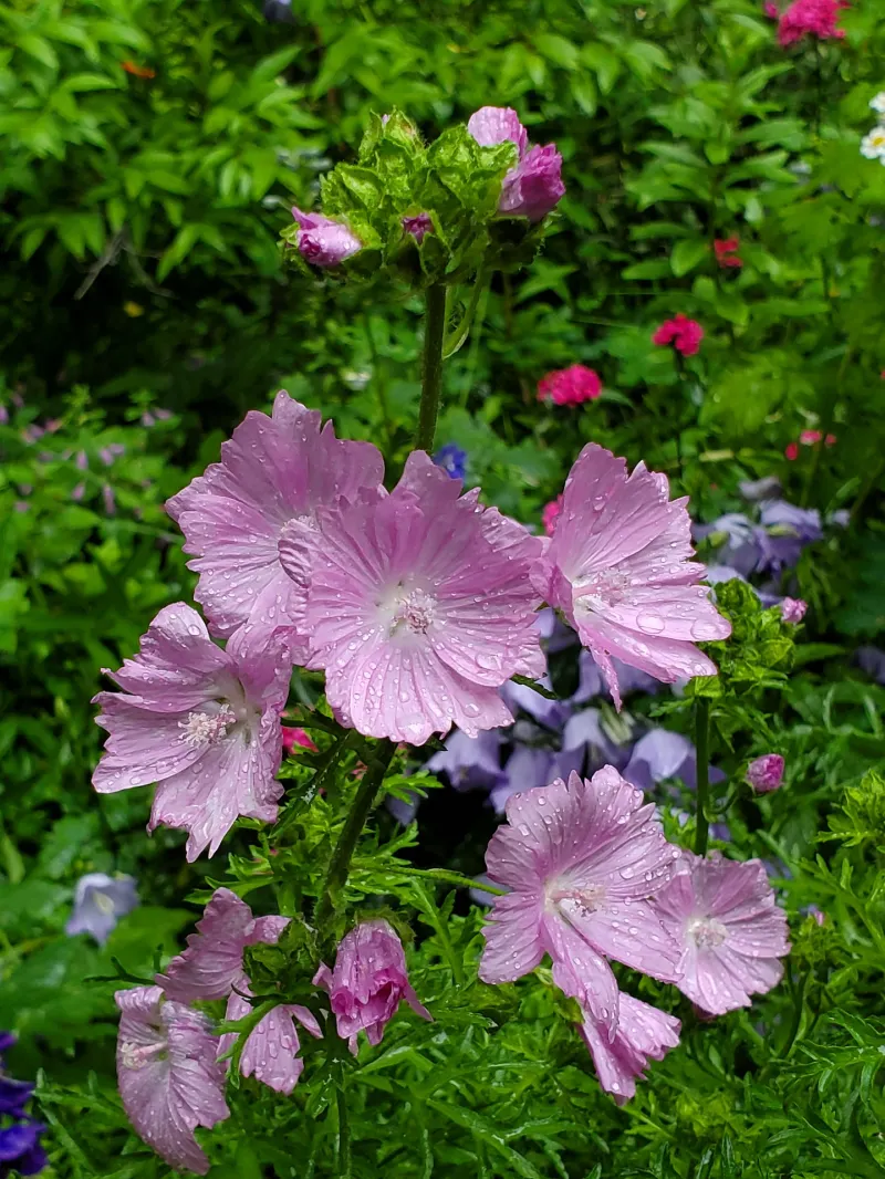 entretien hibiscus jardin plante vivace herbacee feuillage