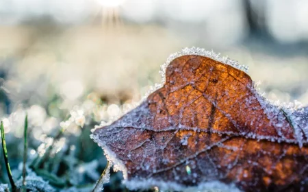 entretien jardin hiver comment faire hiverner un potager