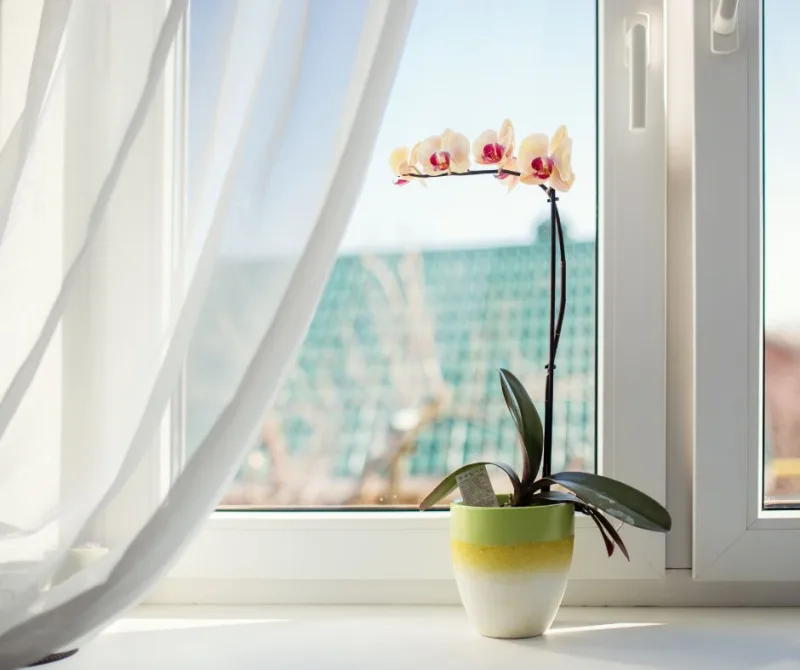 entretien orchidée hiver comment s occuper et garder une orchidée pendant les mois froids