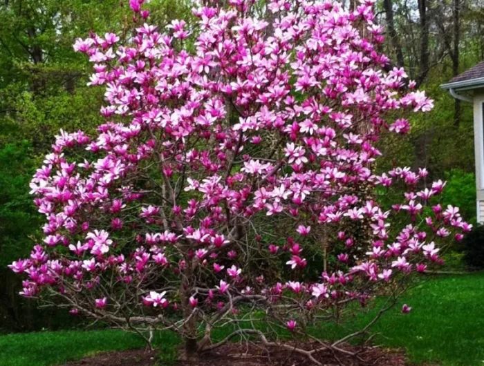 estce que le magnolia pousse vite arbre fleuri liliflora