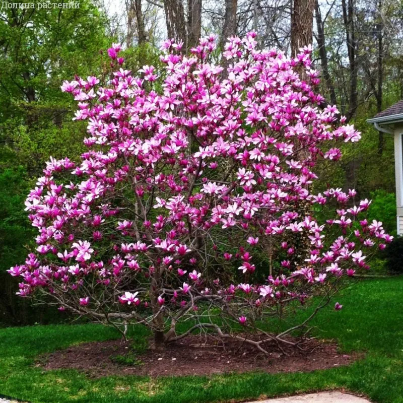 estce que le magnolia pousse vite arbre fleuri liliflora