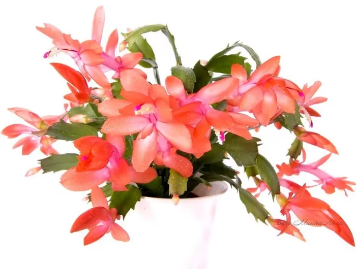 faire fleurir le cactus de noel pour avoir des fleurs toute lannee plante orange en pot blanc