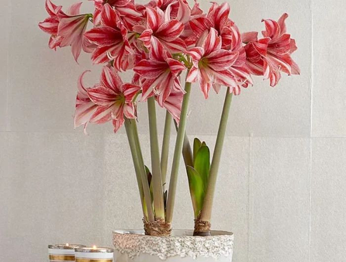 faire pousser bulbes noel amaryllis blanc et rouge