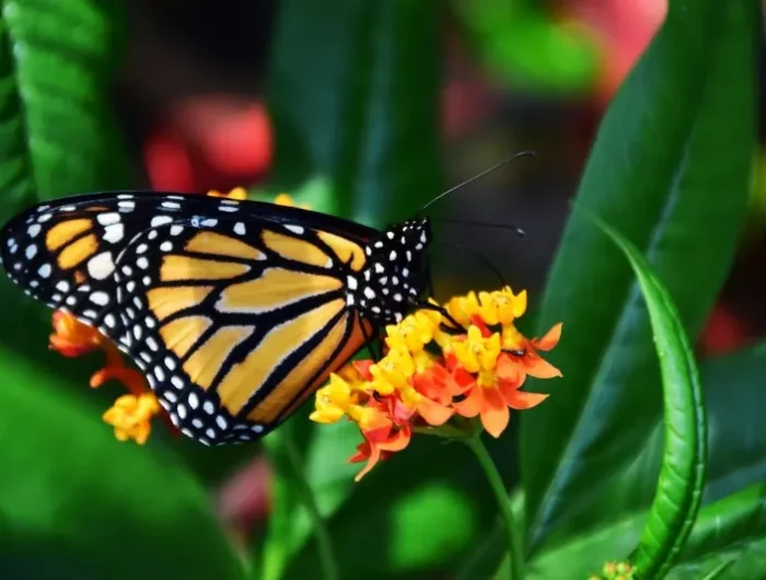 faits divers sur la vie des papillons