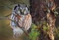 Illusion d’optique : Trouver l’oiseau caché dans la forêt