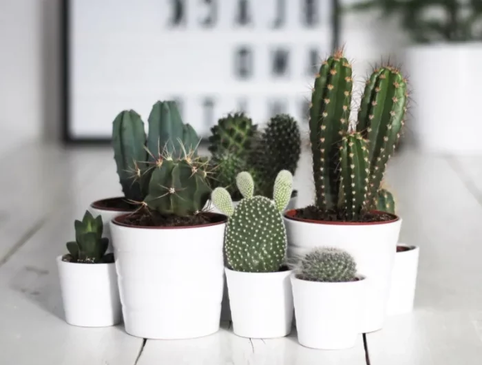 faits interessants sur les cactus plantes succulentes