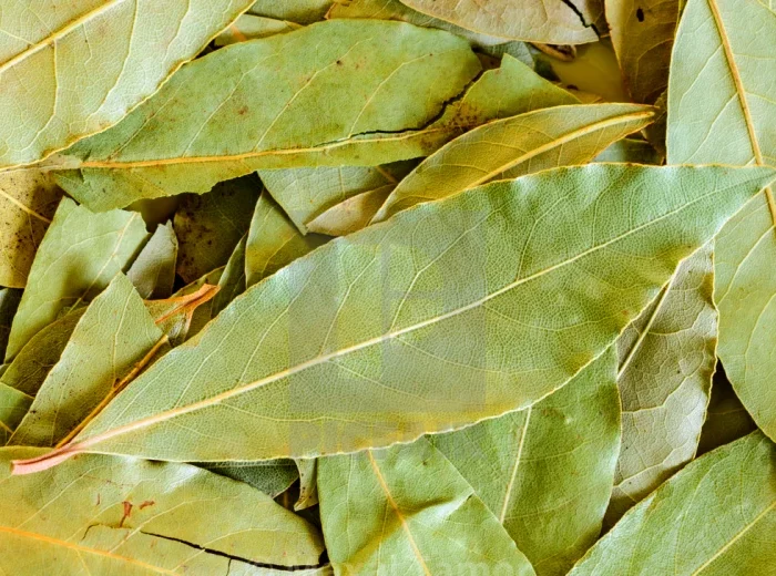 feuille de laurier contre les souris feuilles vertes