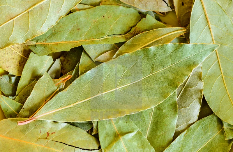 feuille de laurier contre les souris feuilles vertes