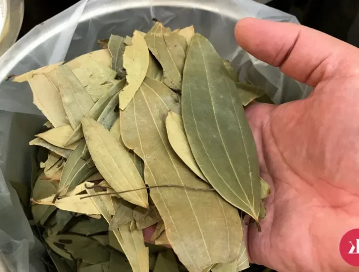 feuilles de laurier sechees dans une main
