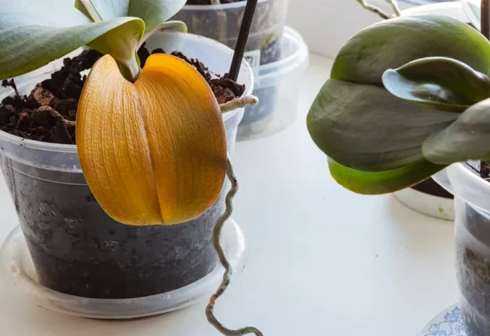 feuilles jaunes orchidee pot transparent causes feuillage plante