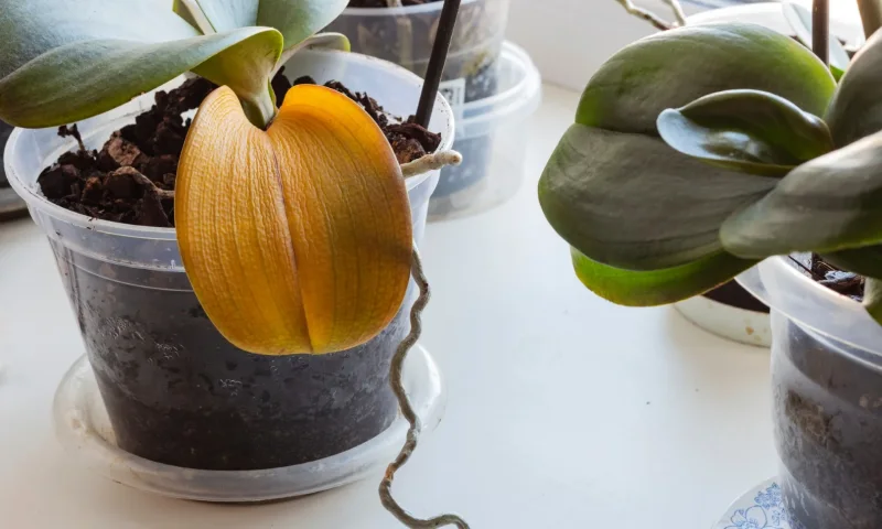 feuilles jaunes orchidee pot transparent causes feuillage plante