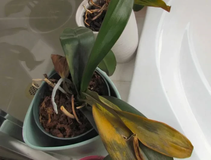 feuilles jaunies chute feuillage orchidee pot sol arrosage