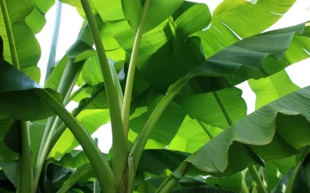 feuilles vertes plante exotique bananier entretien coupe feuilles tiges