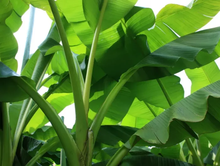 feuilles vertes plante exotique bananier entretien coupe feuilles tiges