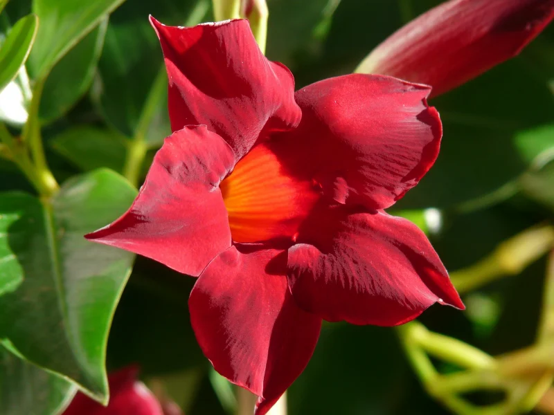 fleur rouge en forme de trompette jardinage culture plantes