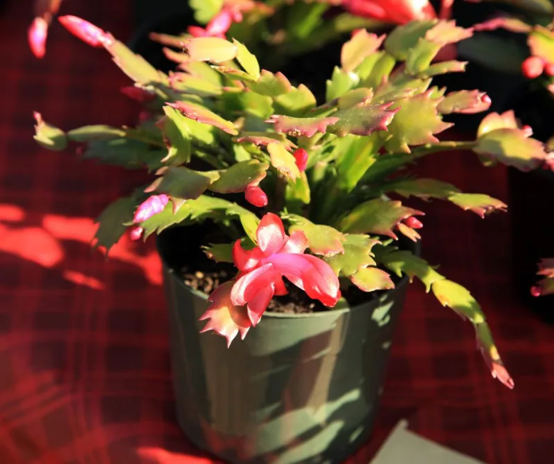 3 plantes d'intérieur qui fleurissent à temps pour Noël - Du