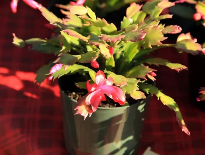 fleurs de noel entretien cactus de noël pour floraiosn abondante