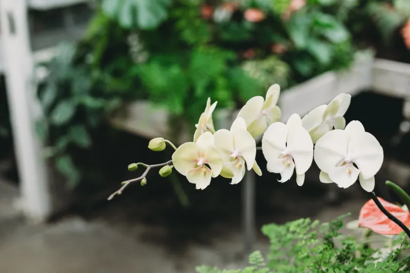 floraison orchidee fleurs blanches feuillage pot entretien plante fleurie
