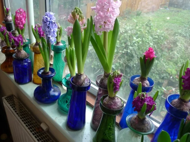 forcer les bulbes alinterieur pour noel differente bulebes en vase de verre sur lafenetre